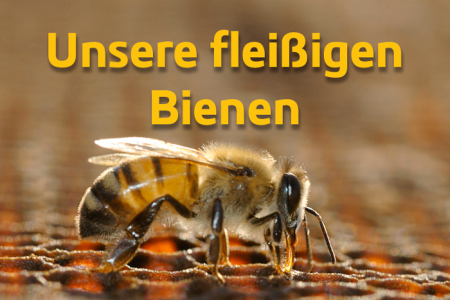 Bienen 02